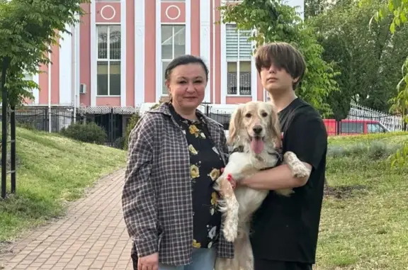Зникла собака, вулиця Митрофана Довнар-Запольського, 6, Київ — золотистий окрас, англійський сетер, 2 роки, знає команди - photo