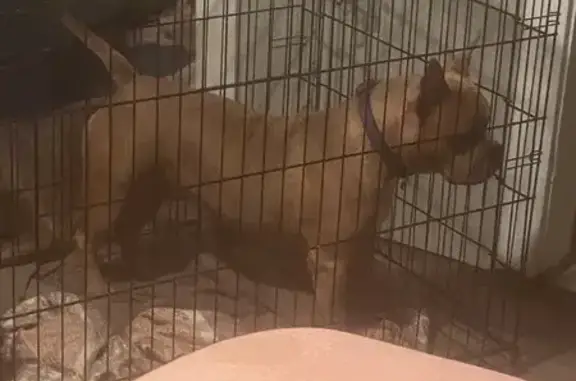 Lost dog, Grandmont Road, Detroit - female, tan body, white chest - photo
