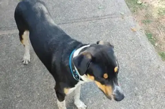 Encontrado cachorro macho, Ave...