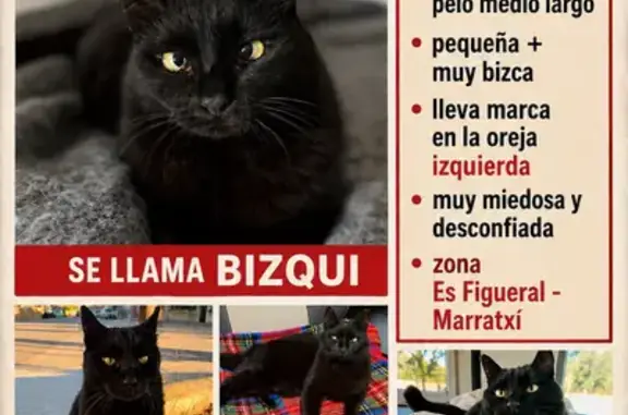 Perdido gato hembra, Carrer Germans Morell Cotoner, 76, Es Figueral - Can Farineta, Marratxi - pequeña y muy miedosa - photo