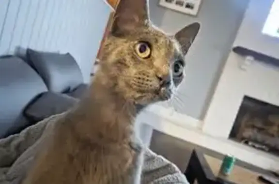 Lost cat, Hogan Road, 8184, Jacksonville — female, 8 lbs - photo