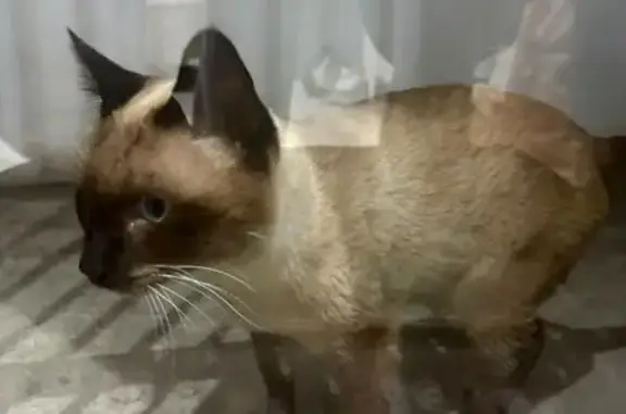 Encontrado gato macho, Rua Ver...