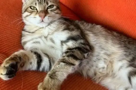 Chat perdu mâle, Cours Mirabeau, 5bis, Narbonne - 8 mois, sous traitement épileptique - photo
