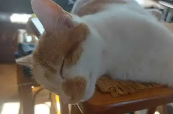 Lost cat, Westerly Croft, 29,...