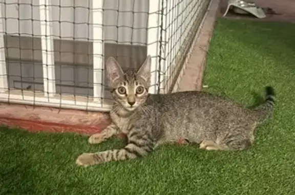 Encontrado gato macho, Carrer...