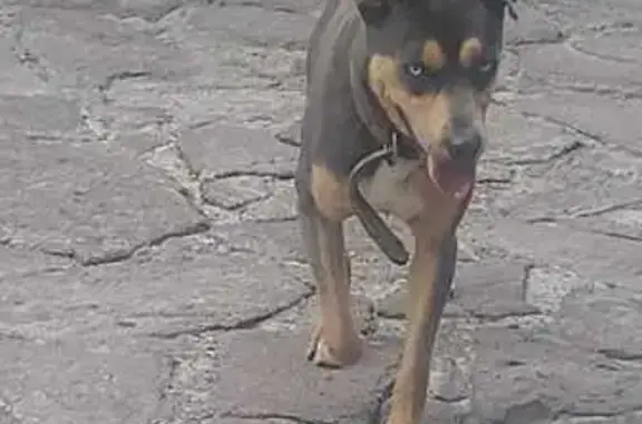 Animales encontrados Naucalpan de Juarez, foto: Encontrado perro macho, Del Bosque, 12, Naucalpan de Juárez