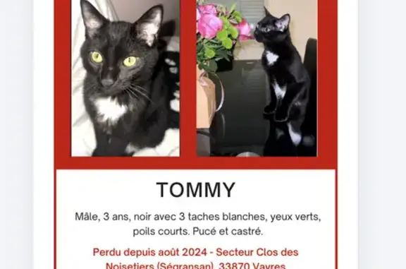 Mâle, 3 ans, noir avec 3 taches blanches, yeux verts, poils courts. Pucé et castré.
