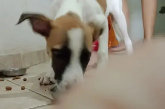 Encontrado cachorro macho, Rua...