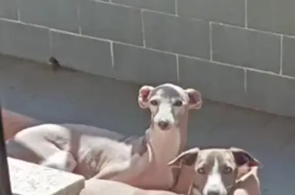 Perdido perro macho, Rúa Taboada Leal, 31, Vigo - lleva un abrigo color crema - photo