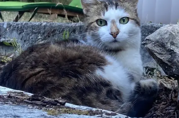 Chat perdu mâle, Route de Narbonne, 390, Saint-Martin-le-Vinoux - tigré, yeux verts - photo