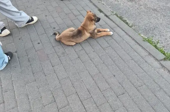 Знайдено собаку Коцюбинське, фото: Знайдена собака, Берковецька вулиця, Київ — щеня в паніці, кобель поруч