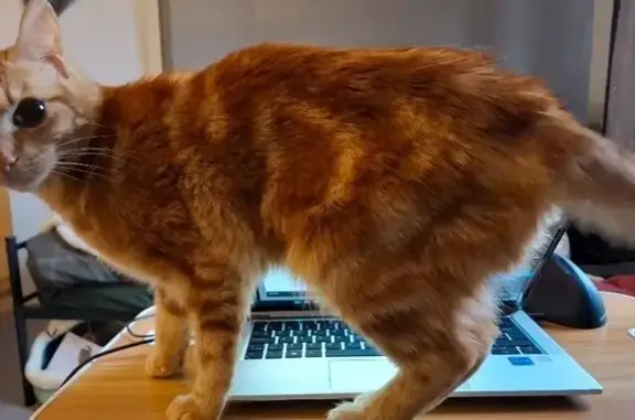  MISSING CAT – KEITH Our ginger boy Keith has gone missing and we're really worried about him. He's an indoor cat with medical needs, so he really shouldn't be outside — if you spot him, please don't chase him, just let us know straight away. Ginger, no collar 3 years old, quite skittish/nervous Last seen around Weir Street Microchipped (registered at Vets for Pets Falkirk) He's likely hiding rather than wandering far, so please check sheds, under cars, and any communal/stairwell areas near you. £30 reward for anyone who helps us find him Please call or text 07460204169 with any info, even if you're not sure it's him! Please share this post — the more eyes looking out for him, the better chance we have of getting him home. 