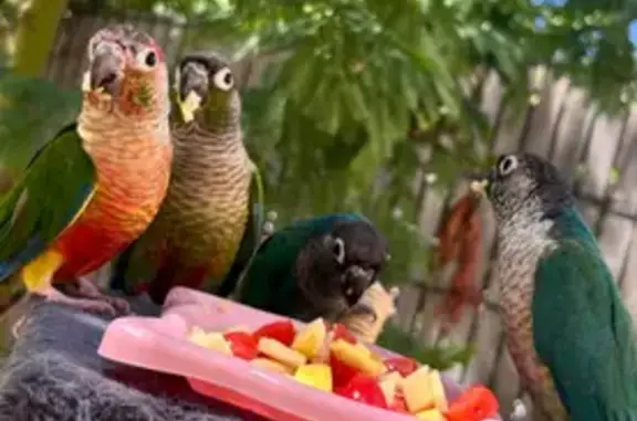 Perdue oiseau femelle, Allée de la Chassepinière, Saint-Pierre-des-Corps - conure - photo