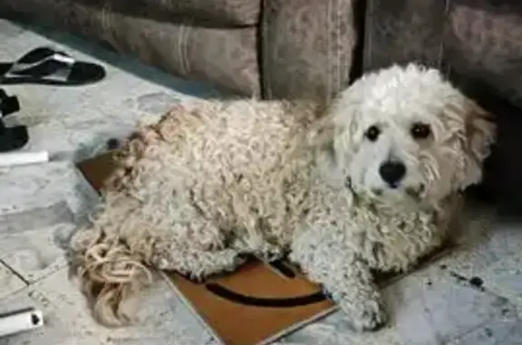 Búsqueda de mascotas, foto: Perdido perro masculino, Calle Azcapotzalco, 361, Ciudad Nezahualcóyotl - color café, pequeño, miedoso