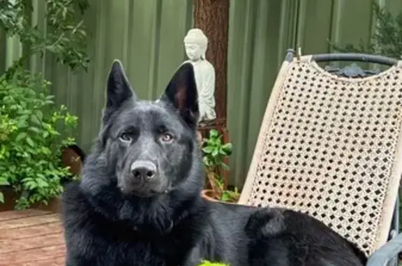 Missing dog Macksville, photo: Lost dog, Congarinni Road North, Nambucca Valley Council, Macksville - black German shepherd, 4 years old