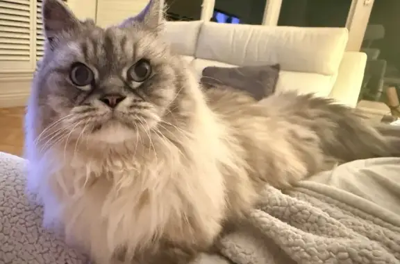 Lost cat, Marriage Road, Bayside, Melbourne — ragdoll-like face, very short legs - photo