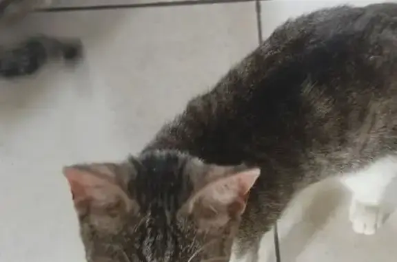 Chat perdu femelle, Les Abrets en Dauphiné, Paris - tigrée avec une tache blanche au dos en forme de trait - photo