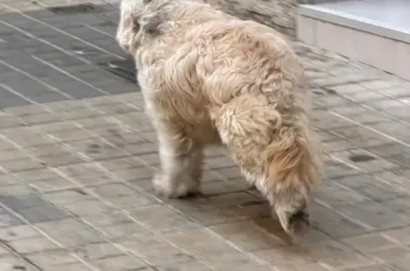 Animales encontrados Sants - Badal, foto: Encontrado perro, Carrer de les Muses, 22, L'Hospitalet de Llobregat - mediano y blanco