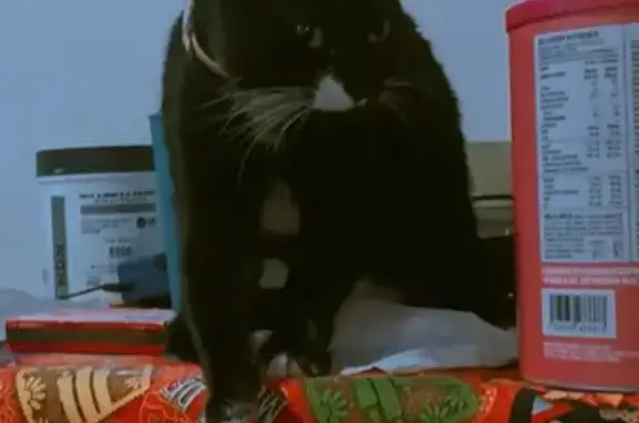 Perdido gato hembra, Torre Unión, 6, Cuautitlán Izcalli - blanca y negra, ojos verdes - photo