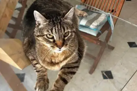 Chat perdu mâle, Rue de Calais, 70, Saint-Martin-lez-Tatinghem, Saint-Martin-au-Laërt - tigré noir et gris - photo