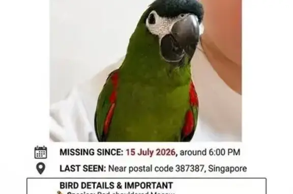 Lost bird, Sims Drive, 4, Hougang - startled and flew out - photo