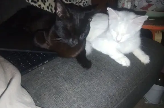 Lost cat, Gainsborough Street, 44, Brisbane - black all over, very loud cry - photo