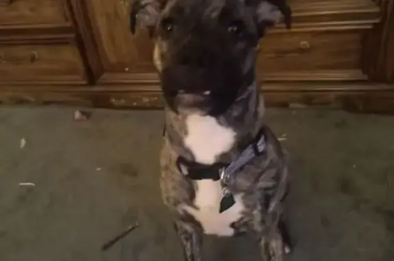 Found dog St. Louis, photo: Found dog, Wallace Street, 4474, St. Louis - female, brindle with white chest