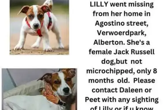 Lost pets Johannesburg, photo: Lost dog, Alberton, Gauteng, Johannesburg - 8 months old white and brown