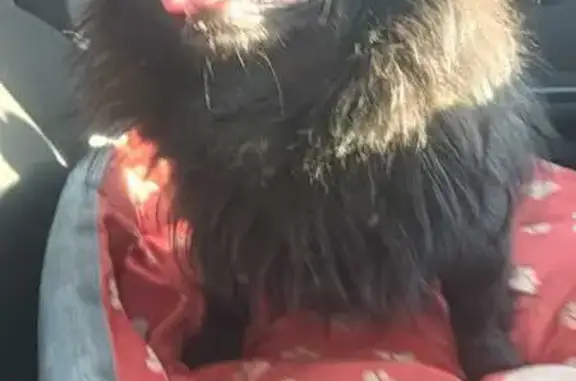 Lost dog, Benoni, Gauteng, Johannesburg - black, fluffy, small - photo