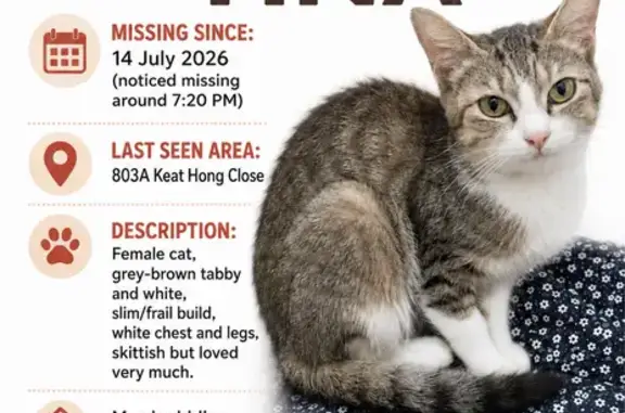 Lost pets Hougang, photo: Lost cat, Keat Hong Close, 803A, Hougang - female, slim, tabby, afraid of strangers