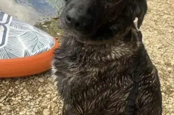 Chien qui nous suit sur 3km à la nage dans le Doubs Hyper sociable Récupéré par spa Dole Pas de nom sur le collier
