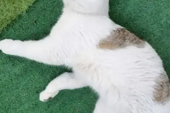 Chat perdu mâle, Route du Thoronet, Vidauban, Avignon - blanc et marron, européen - photo