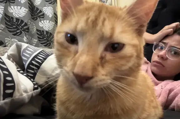 Lost cat, Cavendish Square, 37, Cape Town - ginger tabby, crooked tail - photo