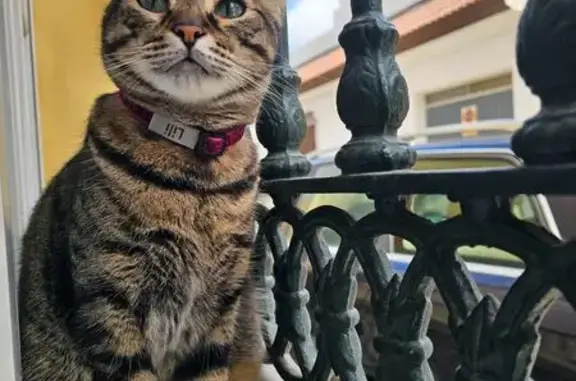 Perdido gato hembra, Calle Fenix, Los Gallos-Cerromolino, Chiclana de la Frontera - lleva collar rosa con su nombre - photo