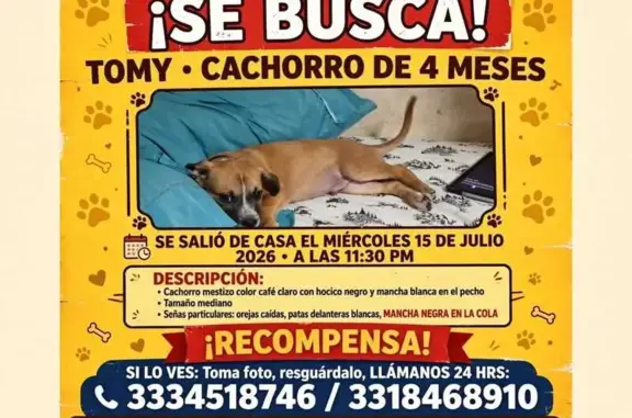 Perdido perro masculino, Calle Ramón Blancarte, 49a, Tlaquepaque - cachorro de 4 meses - photo