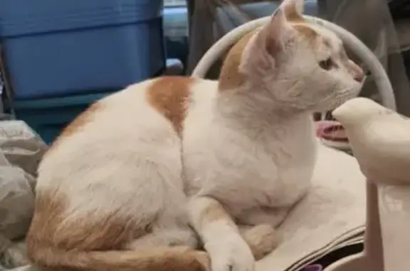 Perdido gato macho, Calle Justo Sierra, MZ96 LT1144, Ciudad de México, Iztapalapa — responde al nombre de Kiro - photo