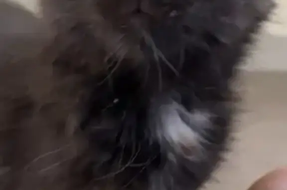 Chat perdu, Allée René Cassin, 11 Bis, Valence - chaton noir avec taches marrons/blanches - photo