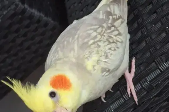 Perdue oiseau, Rue Bossuet, 20, Orsay - calopsitte apprivoisée - photo
