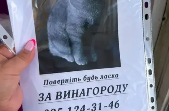 Зникла кішка, проспект Червоної Калини, 32-Г, Погреби — відчинені двері в квартирі - photo