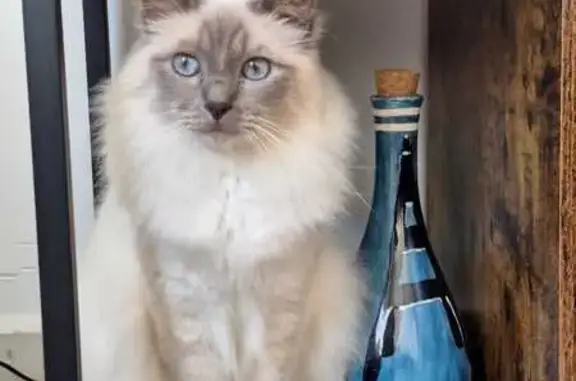 Chat perdu mâle, Boulevard Rouget de Lisle, 38, Montreuil - yeux bleus, très câlin - photo