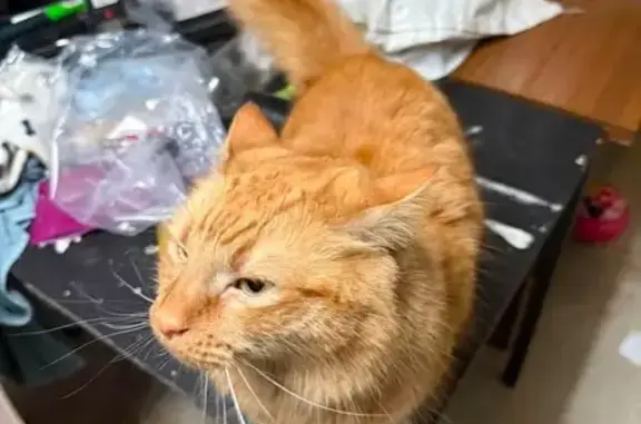 Missing cat Perth, photo: Lost cat, Robin Hood Avenue, Armadale, Perth - ginger, very friendly