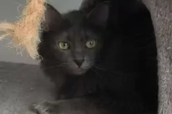 Perdido gato hembra, Calle de José María Lacarra de Miguel, 20, Zaragoza — pelo largo gris - photo