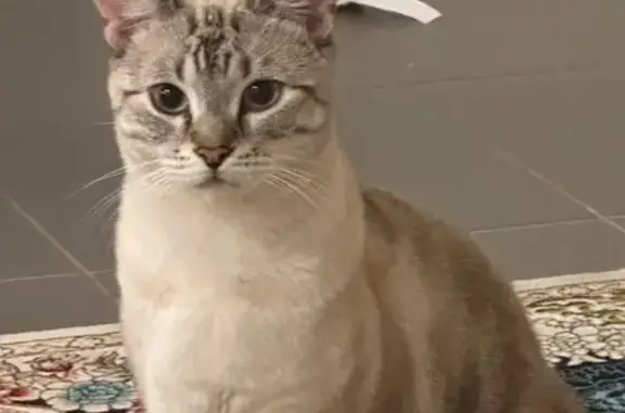 Missing cat Park Ridge, photo: Lost cat, Brunner Drive, Logan City, Park Ridge - male - white with grey stripes, microchipped