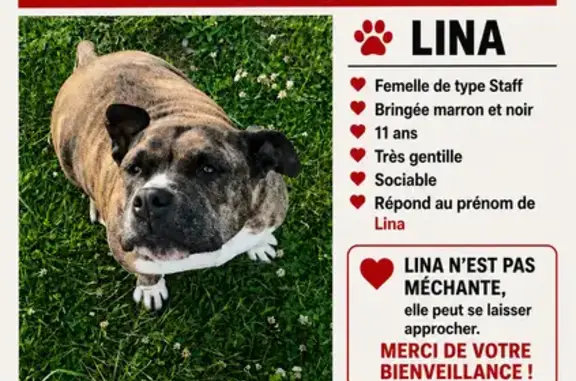 Chien perdu, Chemin de Dreuil, 498, Amiens - femelle bringée marron et noire - photo