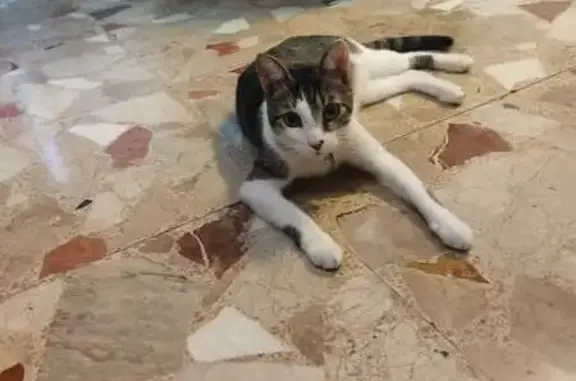 Gatos perdidos, Montcada i Reixac, foto: Perdido gato macho, Carrer Alt de Sant Pere, 75, Montcada i Reixac - muy sociable y cariñoso