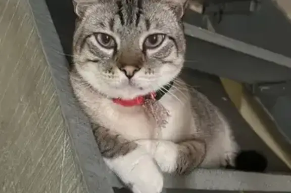 Perdido gato macho, Avenida Engenheiro Pinto Martins, São Paulo - olhos azuis e manhoso - photo