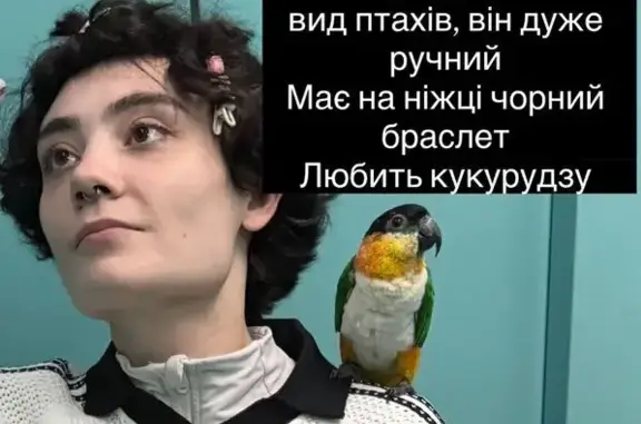 Зникла собака, Кирилівська вулиця, 11, Львів - photo