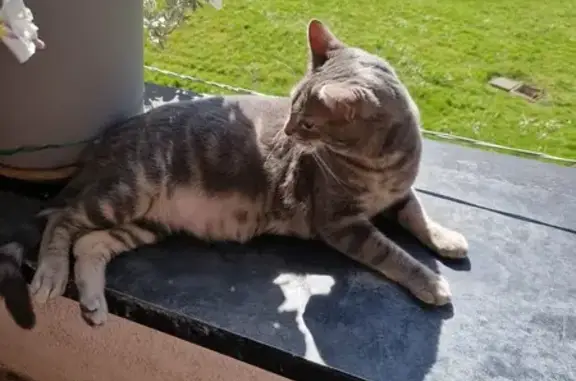 Chat perdu mâle, Rue Denis Papin, Grande-Synthe, Libourne - tigré, blanc gris - photo