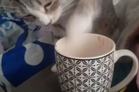 Chat perdu, Roubaix, photo: Chat perdu femelle, Rue Remy Cogghe, 20, Roubaix — européenne tigrée avec du blanc