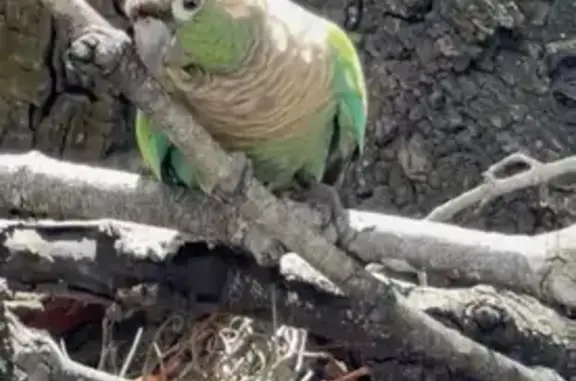 Lost and found pets Miami, photo: Found bird, Gladeview, Florida, Miami — Green-cheeked Conure, safe indoors